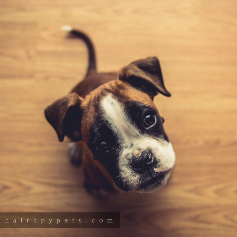 cute brown and white puppy begging