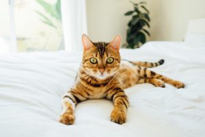 cat lying on bed