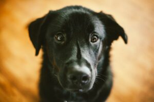 black labrador dog begging