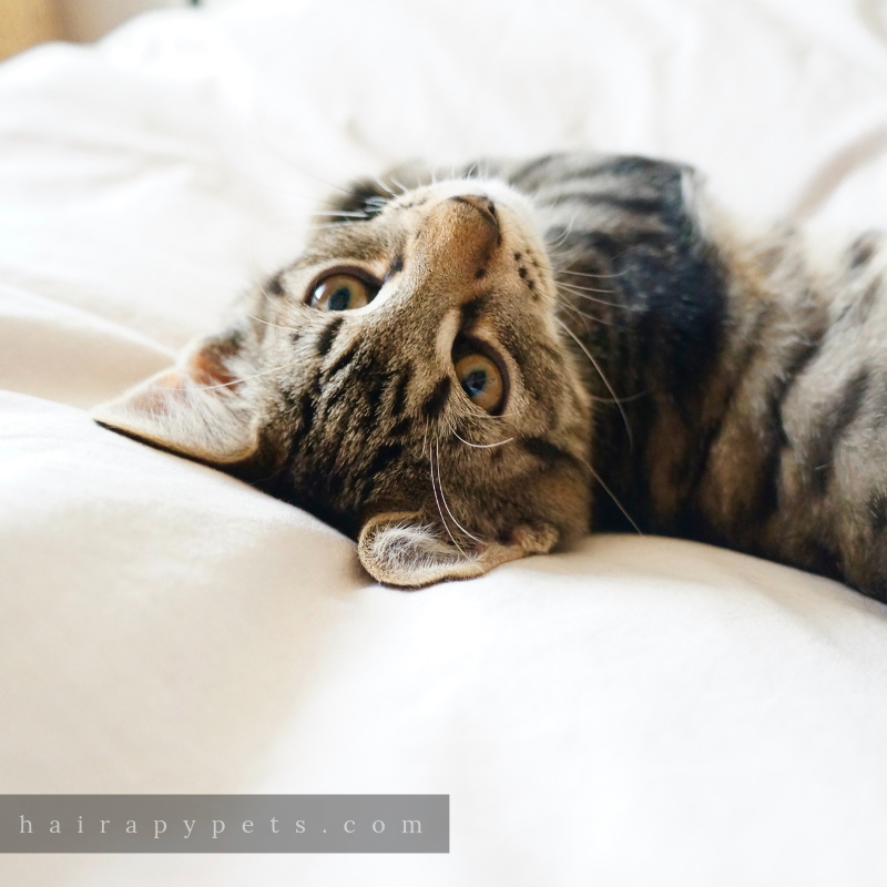 cat laying upside down