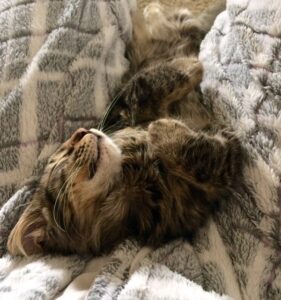 adorable kitten sleeping on lap