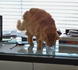 cat drinking out of water glass