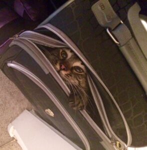 cat hiding in suitcase