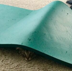 cat hiding under mat
