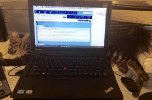 cat laying behind laptop
