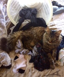 cat laying on clean laundry