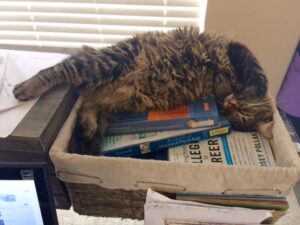 cat lying in basket of books
