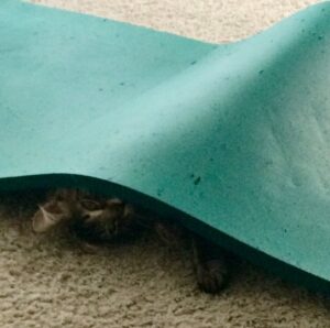 cat playfully lying under mat