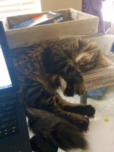 cat sleeping on desk 