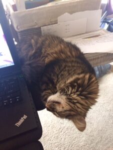 cat sleeping on desk