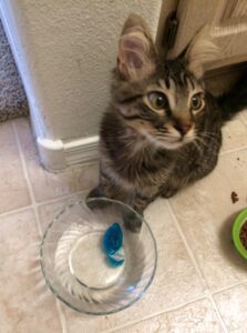 cat with toy mouse in water bowl