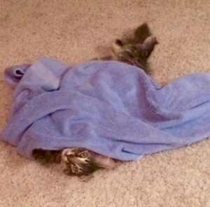 kitten playing under towel