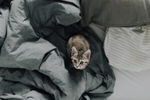 cat playing on bed