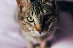 striped cat staring into camera