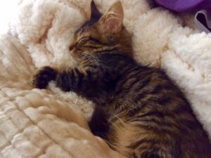 precious kitten sleeping on plush blanket