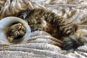 cat wearing cone