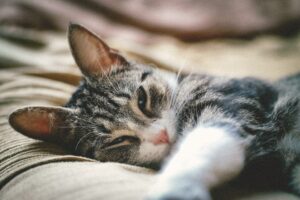 cute and sweet cat falling asleep