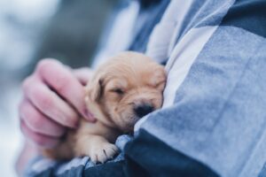 man holds tiny puppy