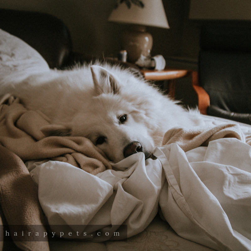 sweet white dog laying on bed